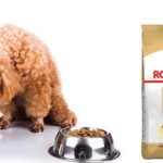 Learn about Royal Canin Poodle Puppy food for Poodle puppies ed49mziau2k03.jpg