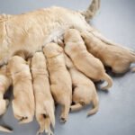 Revealing the food for mother dogs nursing their puppies is always filled with milk es35q706r9ecd.jpg