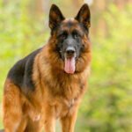 Nutrition and food for German Shepherd dogs mmvweys3vft3l.jpg