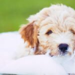 Can human shower gel be used to bathe dogs? z15dmupx5mwei.jpg